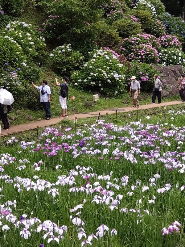 ハナショウブとアジサイが競演する小田原城本丸東堀・花菖蒲園=神奈川県小田原市内で2022年6月11日、本橋由紀撮影