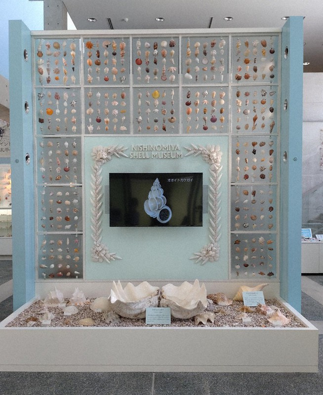 訪ねてみました：西宮市貝類館＝兵庫県西宮市 同じものない美、5000点