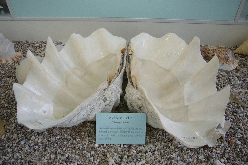 訪ねてみました：西宮市貝類館＝兵庫県西宮市 同じものない美、5000点