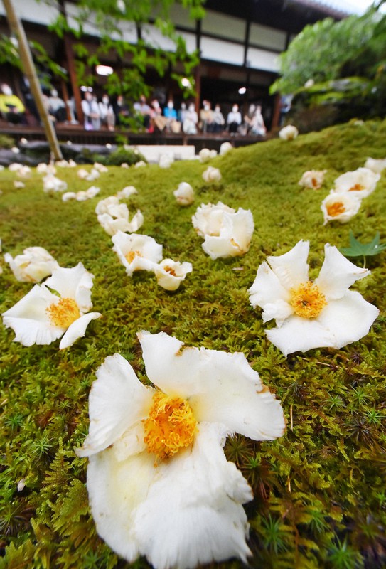 雨に濡れたコケに映える白い沙羅双樹の花 沙羅の花を愛でる会 京都 写真特集1 7 毎日新聞
