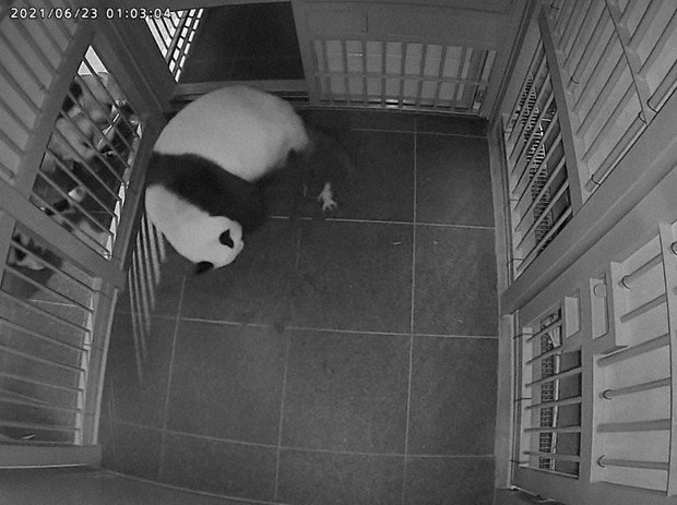 上野 双子パンダ1歳に 飼育秘話 中 母の役割 人と交互に 片方放棄 避けすくすく 毎日新聞