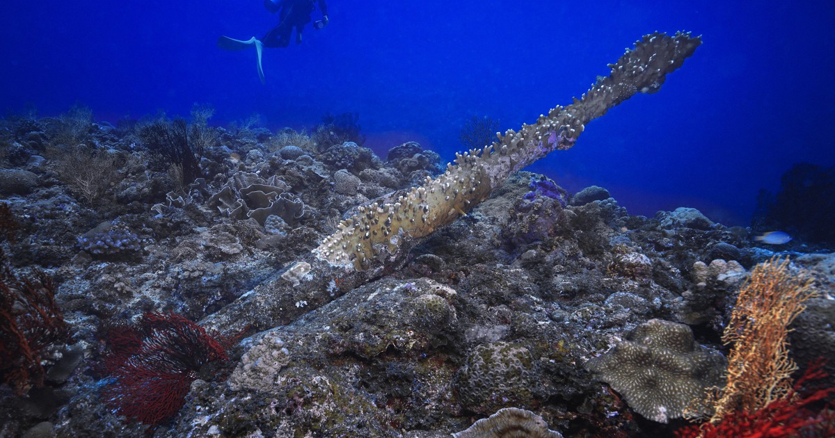 水中写真連載 So Blue：77年前の悲惨な戦い 沖縄の青い海に横たわる
