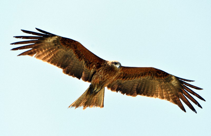 いきものと生きる 食べ物を奪うケースも トビが人なれするわけ 毎日新聞