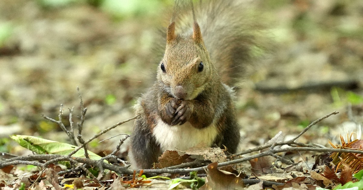 モグ・タカハシ「SQUIRREL」Fine Little Day Seasonal change: Hokkaido squirrels molt fluffy winter coats - The