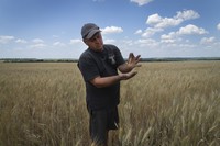 ウクライナ東部ドネツク地方の小麦畑で小麦の生育をチェックする農家＝2022年6月21日、AP