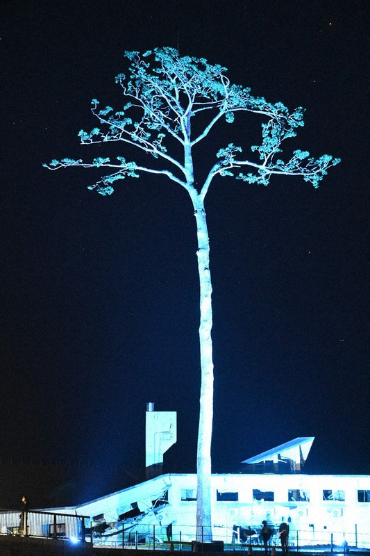 奇跡の一本松 青く染まる 投光器リニューアルで色自在に 岩手 毎日新聞