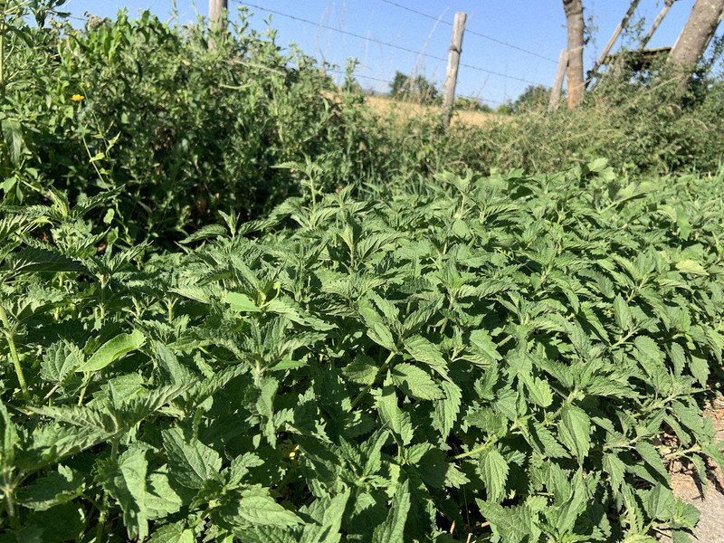 道端に群生する「シソ」に似た植物。その正体は?=筆者撮影