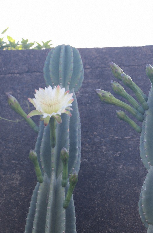 夏告げる 鬼面角 柱サボテン開花 九度山 和歌山 毎日新聞