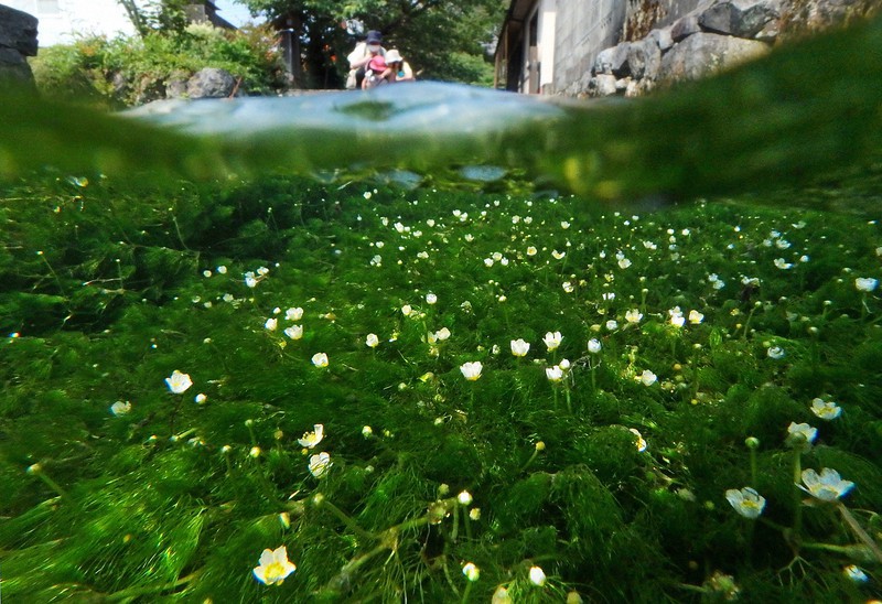 In Photos 'Baikamo' waterweed flowers sway in clear west Japan river