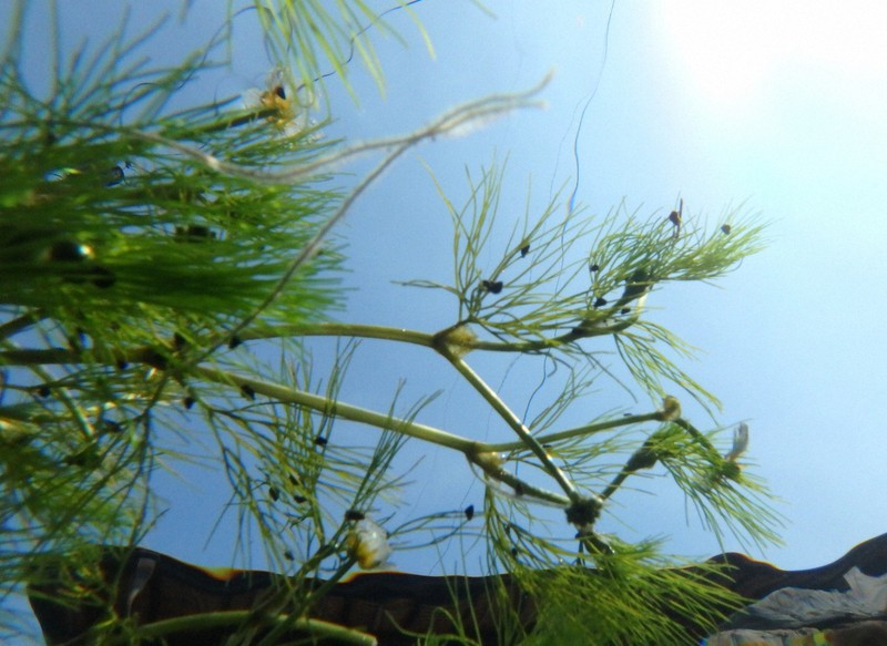 In Photos 'Baikamo' waterweed flowers sway in clear west Japan river