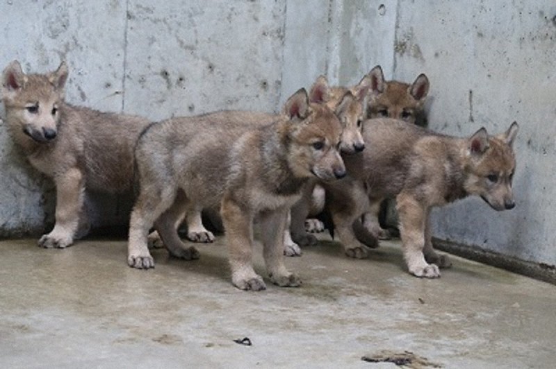シンリンオオカミの赤ちゃん5頭、早くも人気者 鹿児島・平川動物園