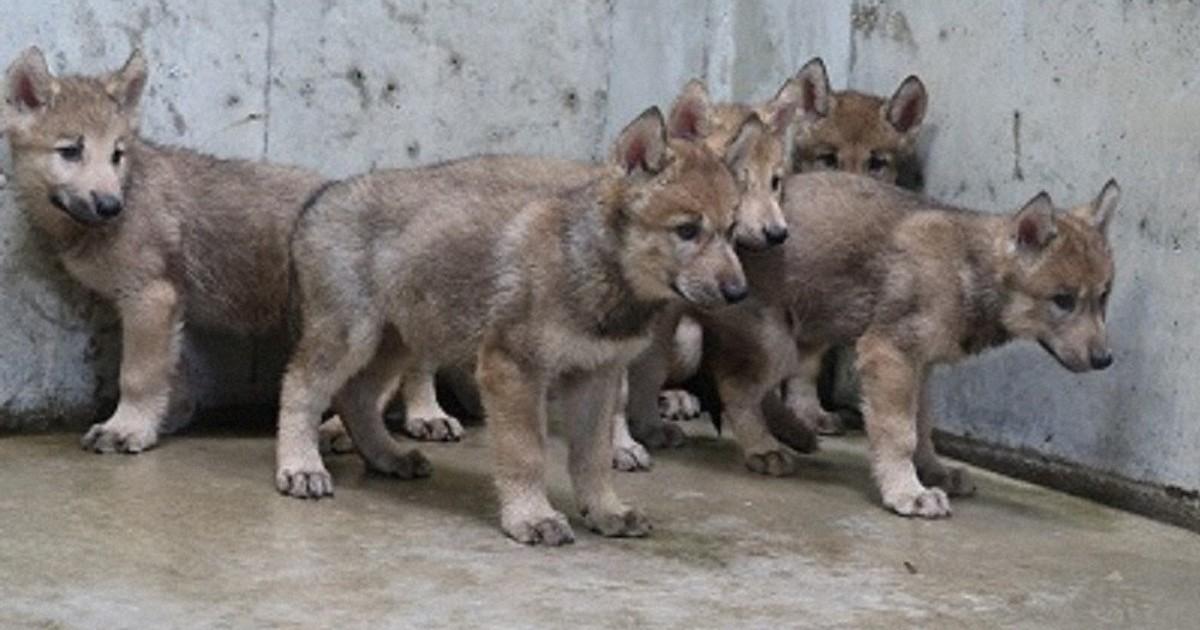 シンリンオオカミの赤ちゃん5頭公開 鹿児島・平川動物公園