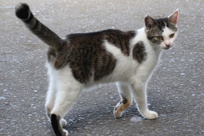 猫（写真はイメージ）＝米田堅持撮影