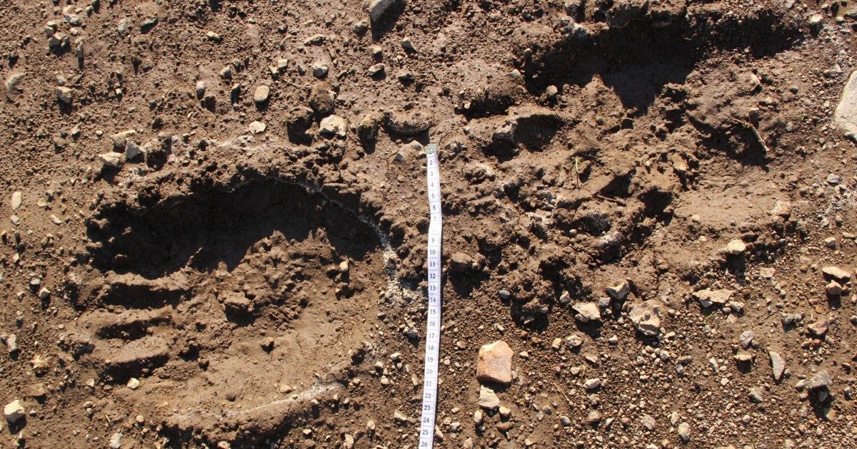 Over 200 giant brown bear footprints spotted in downtown area of