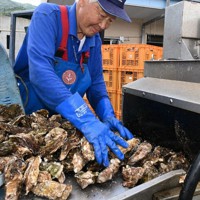 カキを洗浄する新沼治さん。手袋など石油化学製品は仕事に欠かせない＝岩手県大船渡市で2022年6月17日、奥田伸一撮影