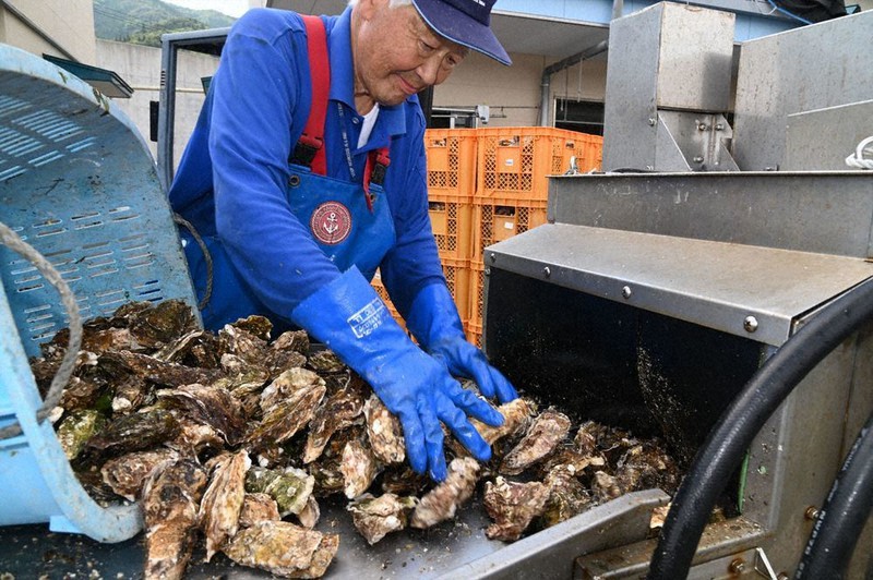 カキを洗浄する新沼治さん。手袋など石油化学製品は仕事に欠かせない=岩手県大船渡市で2022年6月17日、奥田伸一撮影