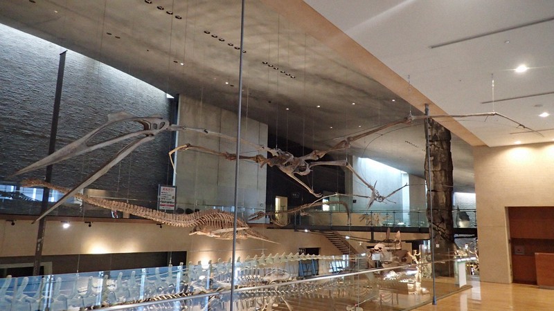 トビの翼標本 トビの翼標本 【公式通販】