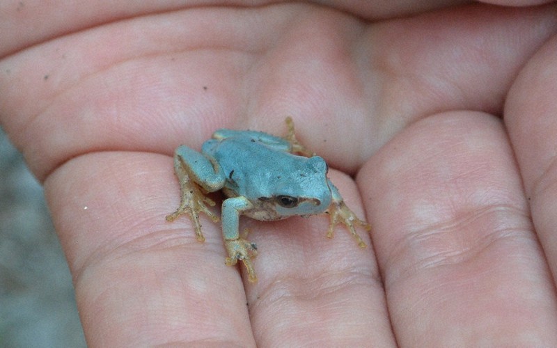 青いカエル見つけたよ みなかみの児童ら ／群馬 | 毎日新聞
