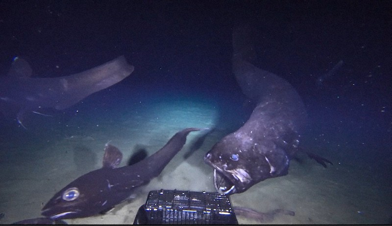 超希少・深海標本】 世界最小のサメ ツラナガコビトザメ液浸標本(2
