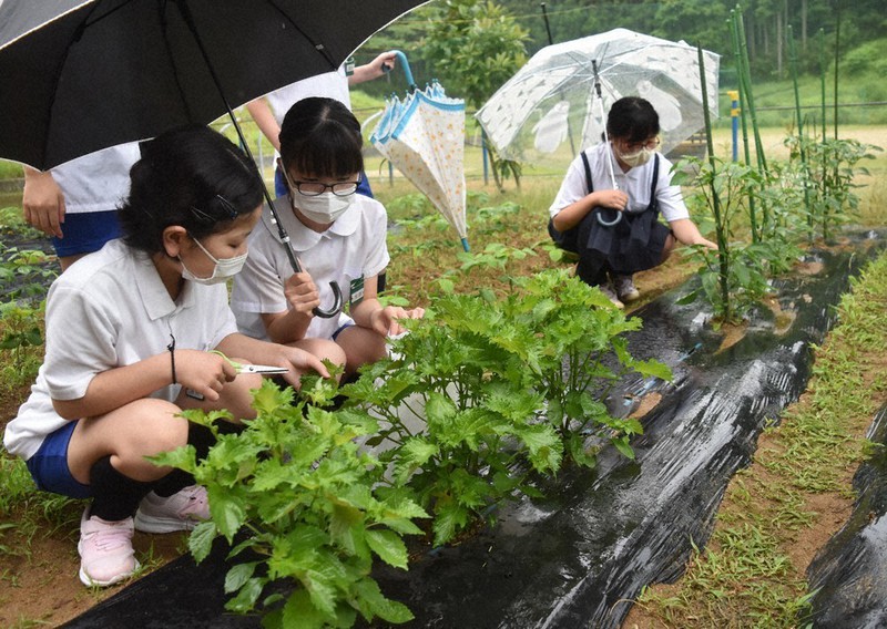 校内の畑で野菜を収穫する児童たち=菟田野小で2022年6月21日午前9時4分、廣瀬晃子撮影