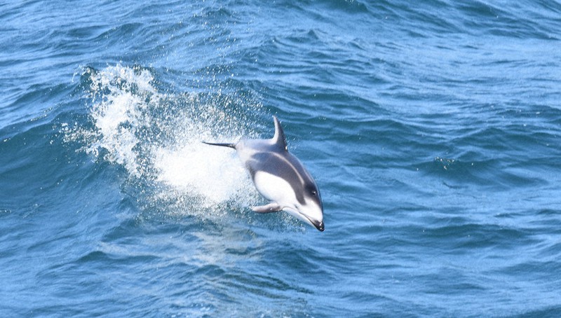 NO57.大人の為のイルカᒼᑋªⁿ❤︎*キャンドル❤ NO57.大人の為のイルカᒼᑋªⁿ❤︎*キャンドル❤