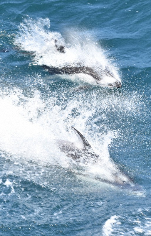 あおいるか GT0OmA-bwAIaP1k.jpg?format=jpg