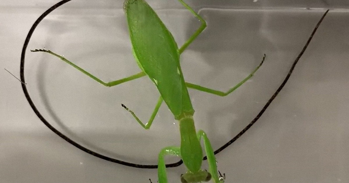 宿主を思うままに操る、ちょっとグロテスクな寄生生物たち | 毎日新聞