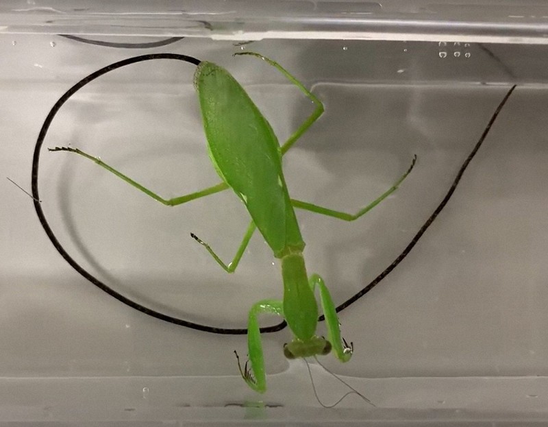 宿主を思うままに操る ちょっとグロテスクな寄生生物たち 毎日新聞