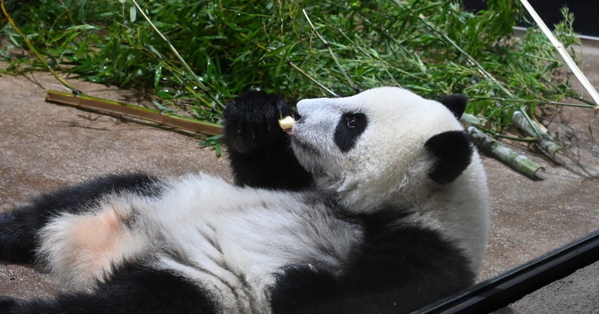 上野のパンダ パンダプロフィール｜上野動物園のジャイアントパンダ情報サイト