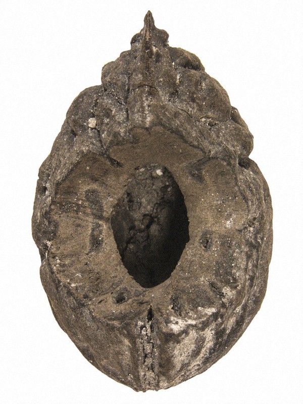 穴の開いた奈良時代の桃の種(核)=奈良文化財研究所提供