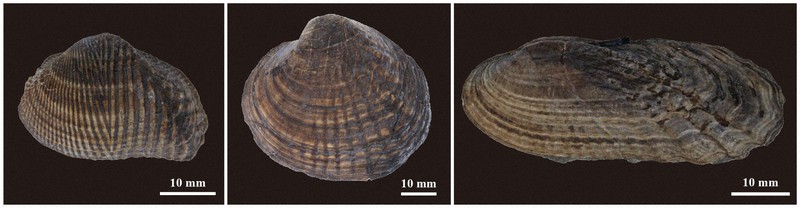 【最終大幅値下げ】国産2枚貝化石　超特大 世界最古、模様残る淡水二枚貝の化石発見 日本初、世界で2例目 [写真
