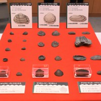 世界最古、模様残る淡水二枚貝の化石発見 日本初、世界で2例目 [写真