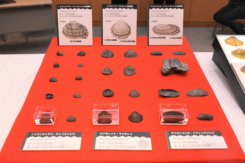 世界最古、模様残る淡水二枚貝の化石発見 日本初、世界で2例目 ［写真