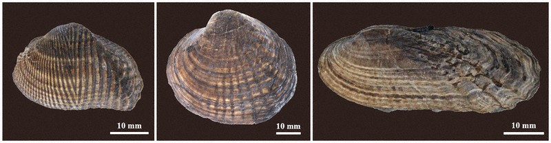 【最終大幅値下げ】国産2枚貝化石　超特大 淡水二枚貝、シマシマ化石 1．2億年前 世界最古 福井・恐竜博物館発見