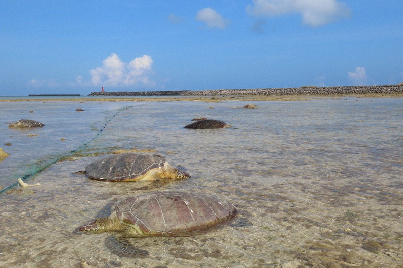 ぐったりした状態で見つかったアオウミガメ=久米島ウミガメ館提供
