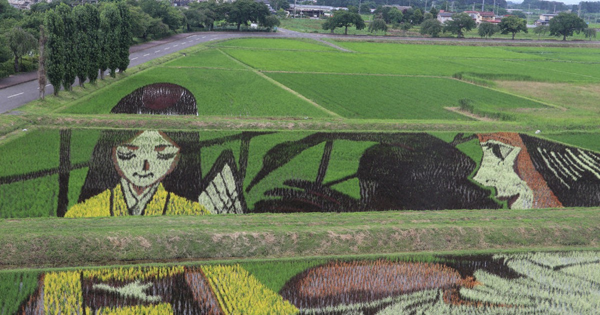 今年は「つるのおんがえし」 震災支援に感謝込め 鏡石町「田んぼアート