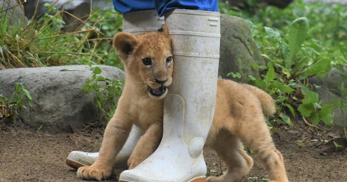 僕の名前、投票してね ライオン赤ちゃん、元気にスクスク とべ動物園で