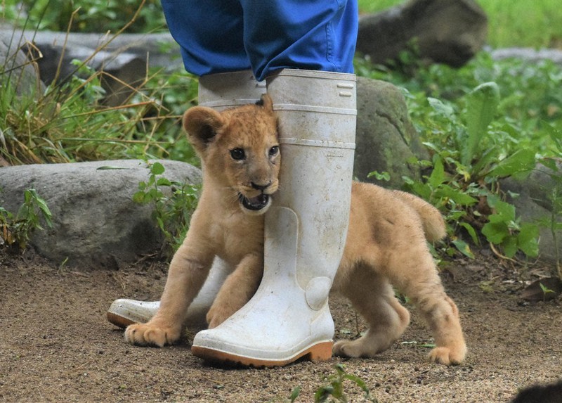 僕の名前、投票してね ライオン赤ちゃん、元気にスクスク とべ動物園で