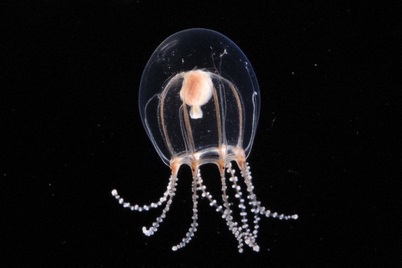 2年連続でクラゲの新種発見 新江ノ島水族館、舞台裏伝える展示 | 毎日新聞