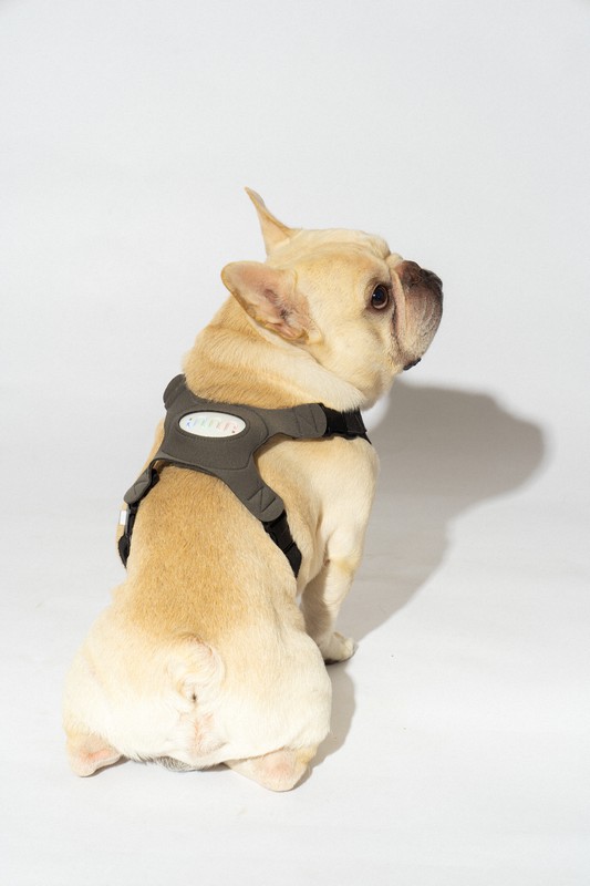 ペットの健康 気持ち Itベンチャーの技術に国内外が注目 毎日新聞