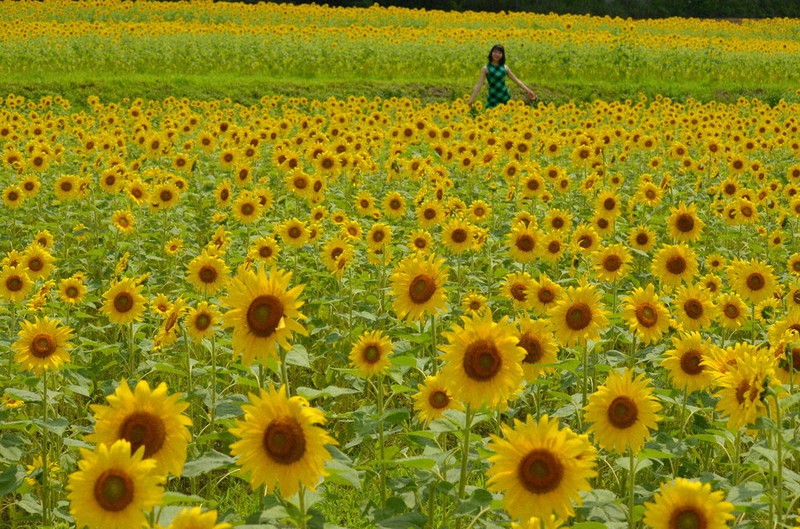 見ごろを迎えた玉城のヒマワリ畑=三重県玉城町原で、小沢由紀撮影