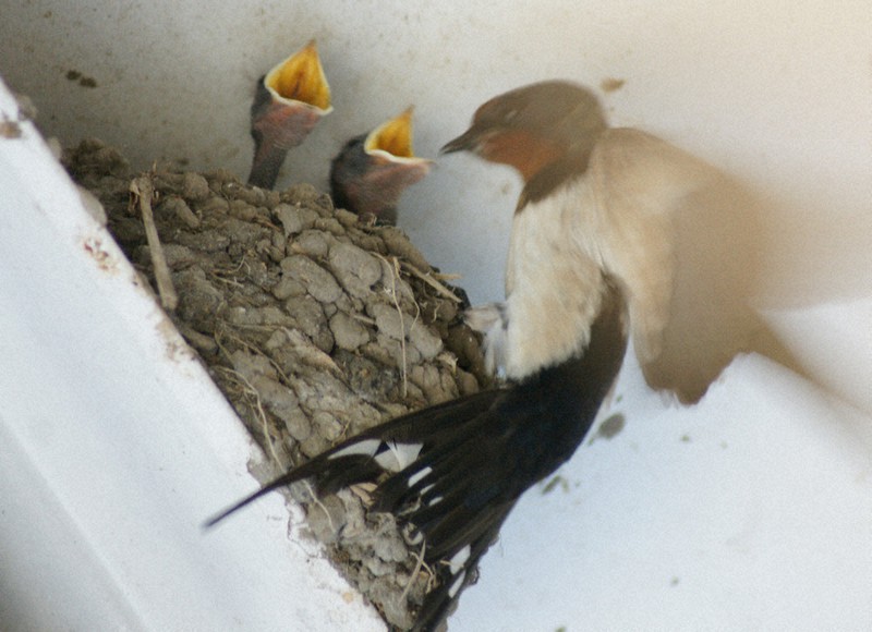 ピットの中の巣のヒナに餌を運ぶ親鳥=鹿児島県肝付町で2022年6月26日午後2時28分、新開良一撮影