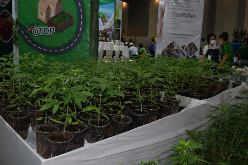 「全国ハーブ展」会場に並んだ大麻草=バンコク近郊で6日