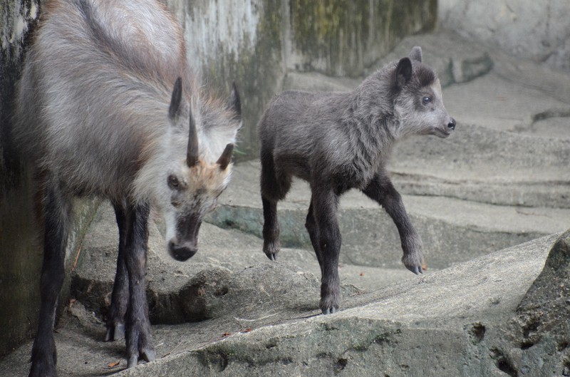 夏生まれニホンカモシカの赤ちゃんすくすく 東京・井の頭自然文化園