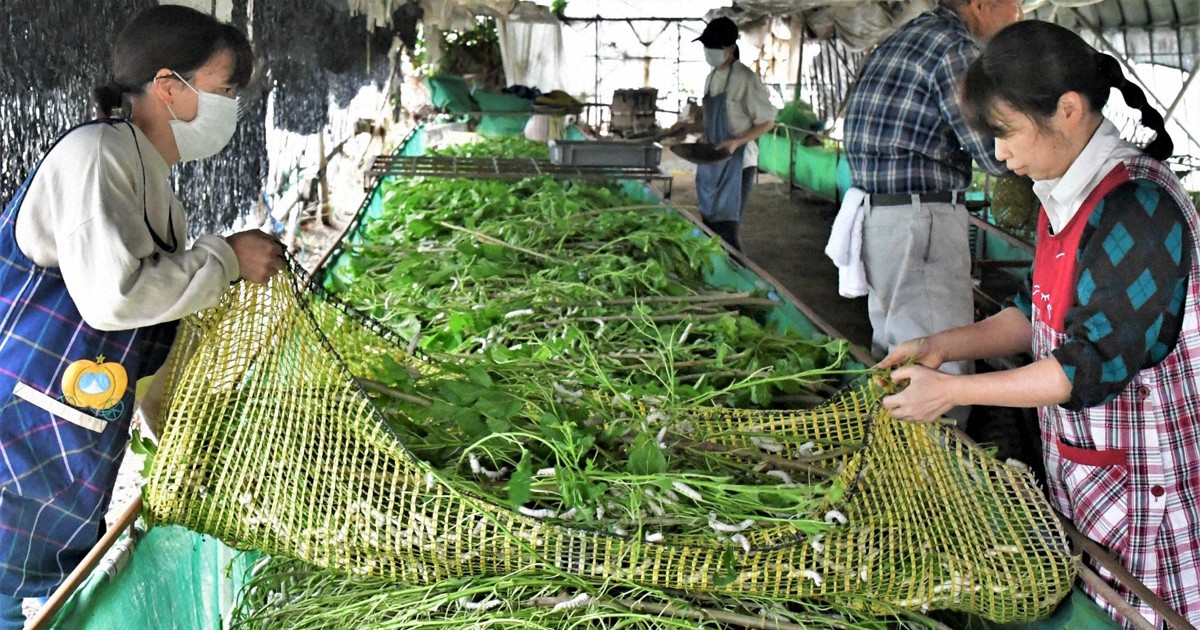 身をよじり高みを目指し命の糸へ 長瀞・養蚕農家の営み／中 | 毎日新聞