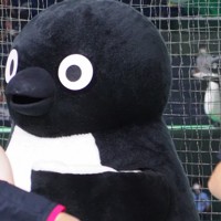 Suicaペンギン2羽いたんだ」 JR東日本対決で同時登場 都市対抗 [写真
