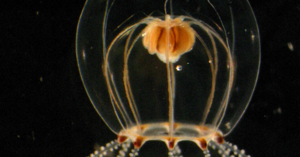 17年前に捕まえたクラゲ、新種だった 茨城の水族館飼育員が発見 | 毎日新聞