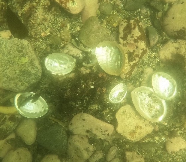 伊勢湾の赤潮「これまでにない被害」 魚やアワビが値崩れ | 毎日新聞