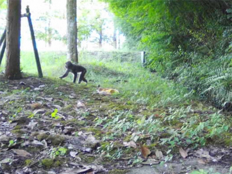 捕獲業者の定点カメラに映ったサル=山口市提供