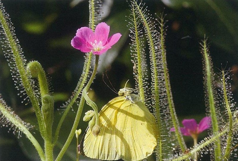 赤い花が誘う 天然記念物の食虫植物 豊明 30日から自生地公開 愛知 毎日新聞 赤い花が誘う 天然記念物の食虫植物 豊明 30日から自生地公開 愛知 毎日新聞